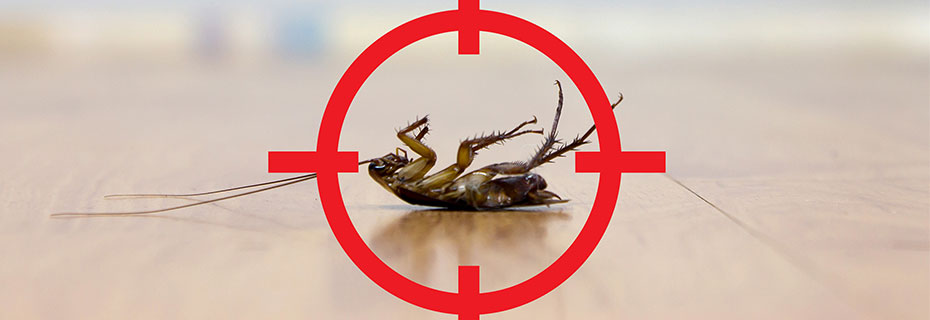 Effective control of insects, mice and rats