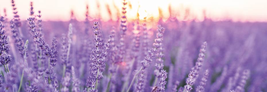 Faites du parfum une expérience